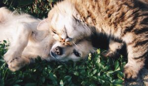 Lire la suite à propos de l’article Comment  chiens et chats peuvent-ils s’entendre ?